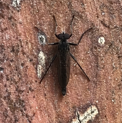 Cerdistus exilis (Robber Fly) at Bruce, ACT - 2 Dec 2020 by MattFox