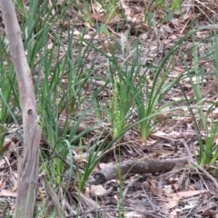 Microtis sp. (Onion Orchid) at Manton, NSW - 5 Dec 2020 by SandraH