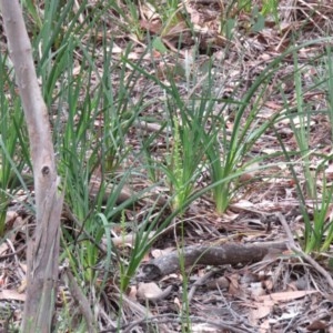 Microtis sp. at Manton, NSW - suppressed