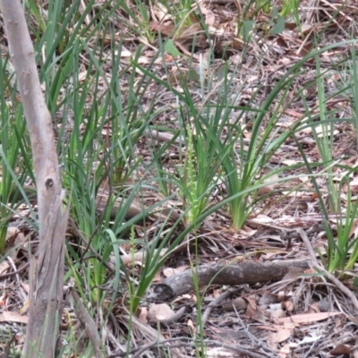 Microtis sp. (Onion Orchid) at Manton, NSW - 4 Dec 2020 by SandraH