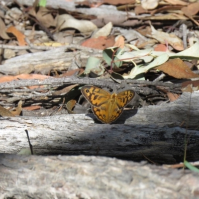 Heteronympha merope (Common Brown Butterfly) at Mundoonen Nature Reserve - 4 Dec 2020 by SandraH
