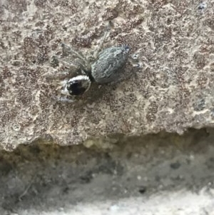 Maratus griseus at Lyneham, ACT - suppressed