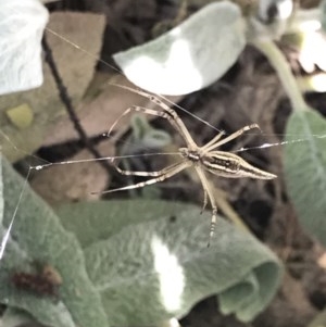 Argiope protensa at Cook, ACT - suppressed
