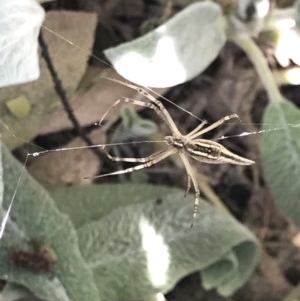 Argiope protensa at Cook, ACT - 4 Dec 2020