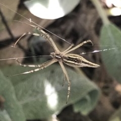 Argiope protensa at Cook, ACT - suppressed