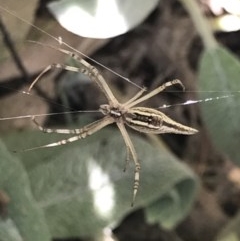 Argiope protensa at Cook, ACT - 4 Dec 2020