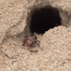 Mutillidae (family) (Unidentified Mutillid wasp or velvet ant) at Coree, ACT - 5 Dec 2020 by patrickcox