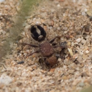 Mutillidae (family) at Uriarra Recreation Reserve - 5 Dec 2020 11:00 AM