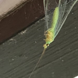 Mallada sp. (genus) at Cook, ACT - 5 Dec 2020