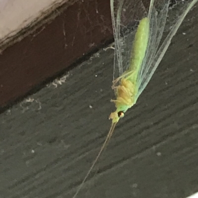 Mallada sp. (genus) (Green lacewing) at Cook, ACT - 4 Dec 2020 by MattFox