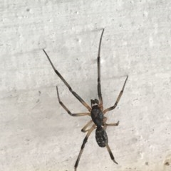 Zodariidae (family) (Ant spider or Spotted ground spider) at Cook, ACT - 5 Dec 2020 by MattFox