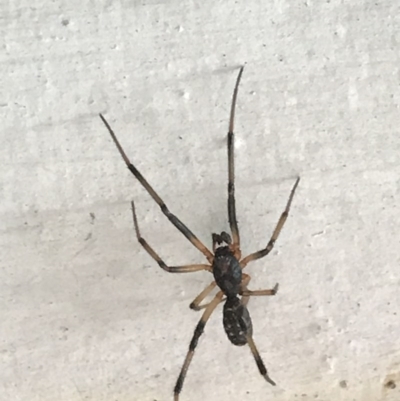 Zodariidae (family) (Unidentified Ant spider or Spotted ground spider) at Cook, ACT - 4 Dec 2020 by MattFox