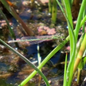 Ischnura aurora at Fyshwick, ACT - 4 Dec 2020 10:30 AM