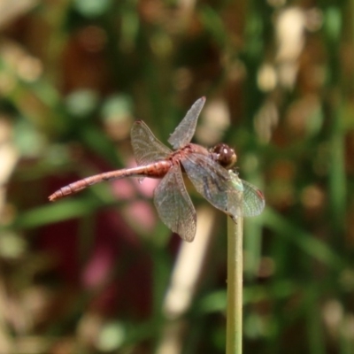 Diplacodes bipunctata (Wandering Percher) at Fyshwick, ACT - 4 Dec 2020 by RodDeb