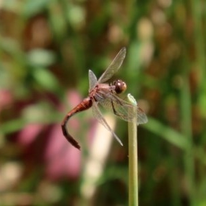 Diplacodes bipunctata at Fyshwick, ACT - 4 Dec 2020 12:35 PM