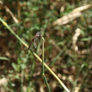 Diplacodes bipunctata at Fyshwick, ACT - 4 Dec 2020 12:35 PM