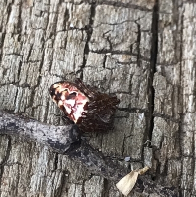 Plebs eburnus (Eastern bush orb-weaver) at Cook, ACT - 5 Dec 2020 by MattFox