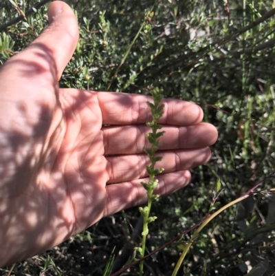 Microtis (genus) (onion orchids) at Aranda, ACT - 6 Dec 2020 by MattFox