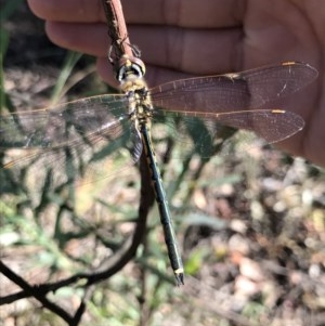 Hemicordulia tau at Holt, ACT - 6 Dec 2020