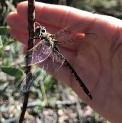 Hemicordulia tau at Holt, ACT - 6 Dec 2020