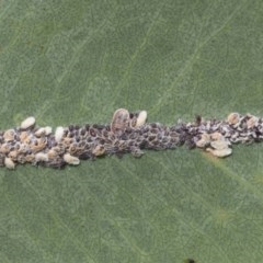 Coccoidea (superfamily) (Mealy bug or scale insect) at Mount Mugga Mugga - 30 Nov 2020 by AlisonMilton