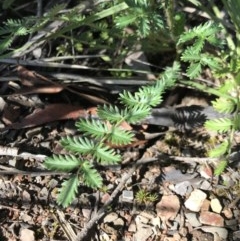 Acaena echinata (Sheeps Burr) at Holt, ACT - 5 Dec 2020 by MattFox