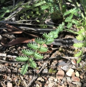 Acaena echinata at Holt, ACT - 6 Dec 2020