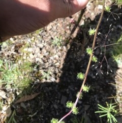 Acaena echinata at Holt, ACT - 6 Dec 2020