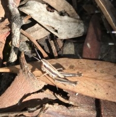 Macrotona australis at Holt, ACT - 6 Dec 2020