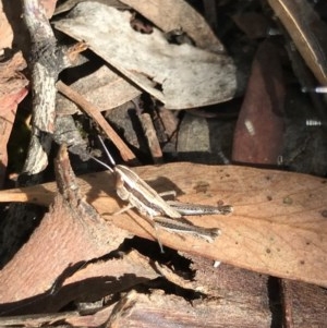 Macrotona australis at Holt, ACT - 6 Dec 2020