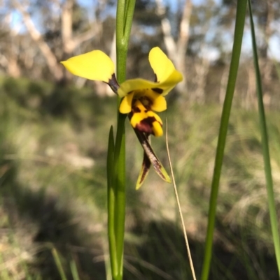 Diuris sulphurea (Tiger Orchid) at Hackett, ACT - 15 Oct 2020 by Louisab