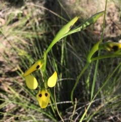 Diuris sulphurea at Hackett, ACT - suppressed