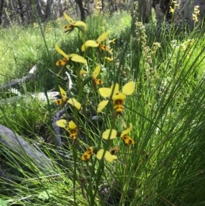 Diuris sulphurea at Hackett, ACT - suppressed