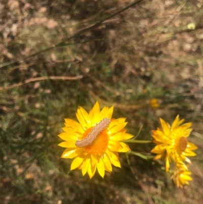 Noctuidae unclassified IMMATURE moth (Immature Noctuidae Moth) at Watson, ACT - 5 Dec 2020 by Louisab