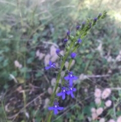 Lobelia browniana at Hackett, ACT - 5 Dec 2020 by Louisab