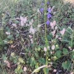 Lobelia browniana at Hackett, ACT - 5 Dec 2020 09:18 PM