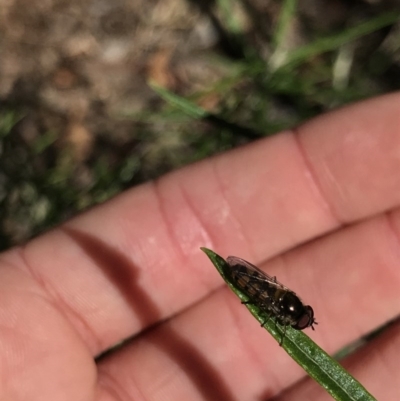 Syrphini sp. (tribe) (Unidentified syrphine hover fly) at Holt, ACT - 5 Dec 2020 by MattFox