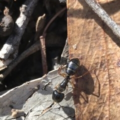 Camponotus claripes (Pale-legged sugar ant) at Holt, ACT - 5 Dec 2020 by MattFox