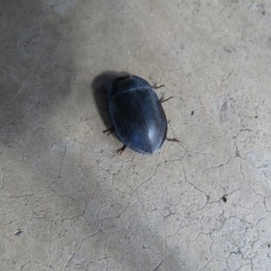 Pterohelaeus sp. (genus) at Wanniassa, ACT - 6 Dec 2020