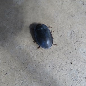Pterohelaeus planus at Wanniassa, ACT - 6 Dec 2020 04:27 PM