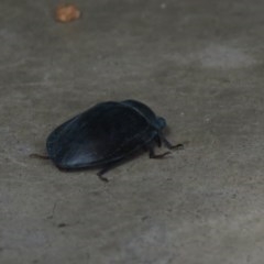 Pterohelaeus sp. (genus) at Wanniassa, ACT - 6 Dec 2020