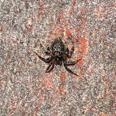 Euryopis sp. (genus) (An ant eating spider) at Aranda, ACT - 5 Dec 2020 by MattFox