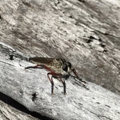 Zosteria sp. (genus) (Common brown robber fly) at Holt, ACT - 6 Dec 2020 by MattFox