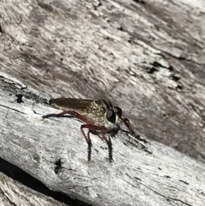 Zosteria sp. (genus) at Holt, ACT - 6 Dec 2020