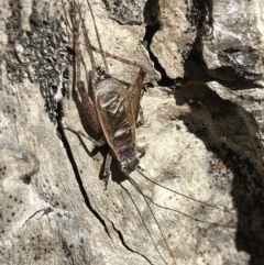 Eurepa marginipennis (Mottled bush cricket) at Holt, ACT - 6 Dec 2020 by MattFox