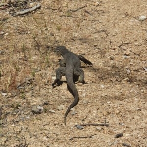 Varanus rosenbergi at Booth, ACT - suppressed