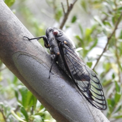 Psaltoda moerens (Redeye cicada) at Kambah, ACT - 6 Dec 2020 by HelenCross