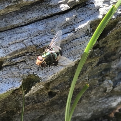 Rutilia (Chrysorutilia) sp. (genus & subgenus) (A Bristle Fly) at Aranda Bushland - 5 Dec 2020 by MattFox