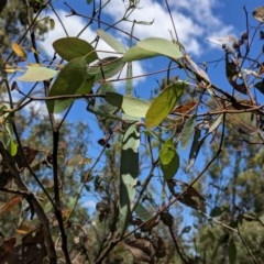 Tropidoderus childrenii (Children's stick-insect) at Federal Golf Course - 6 Dec 2020 by JackyF