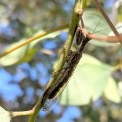 Mantispidae (family) (Unidentified mantisfly) at Hughes, ACT - 5 Dec 2020 by JackyF